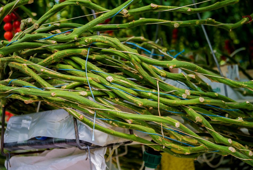 Hoewel het de consument vooral om de tomaat gaat, produceert een kas ook wortels, stengels en bladeren. De (economische) potentie van die biomassa zal steeds meer benut gaan worden in de transitie naar een circulaire en ‘biobased’ economie. Roman Zaiets/Shutterstock.com