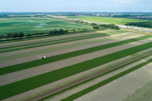 Grootschalige toepassing strokenteelt