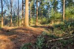 Douglas forest after harvest, with branches and topwood on the right and everything removed on the left