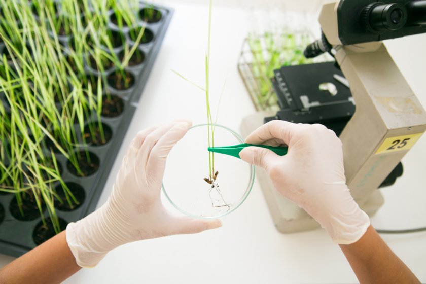 Drought tolerant rice is in the public interest as it helps farmers adjust to climate change and their product will feed people.