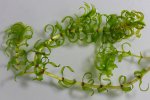 Smalle waterpest (Elodea nuttallii) (Foto: Christian Fischer, Wikimedia Commons, 2011) 