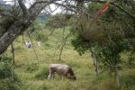 Soil sampling amid other life forms