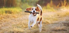 Happy dog running with a stick