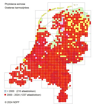 Verspreidingskaart Oosterse karmozijnbes